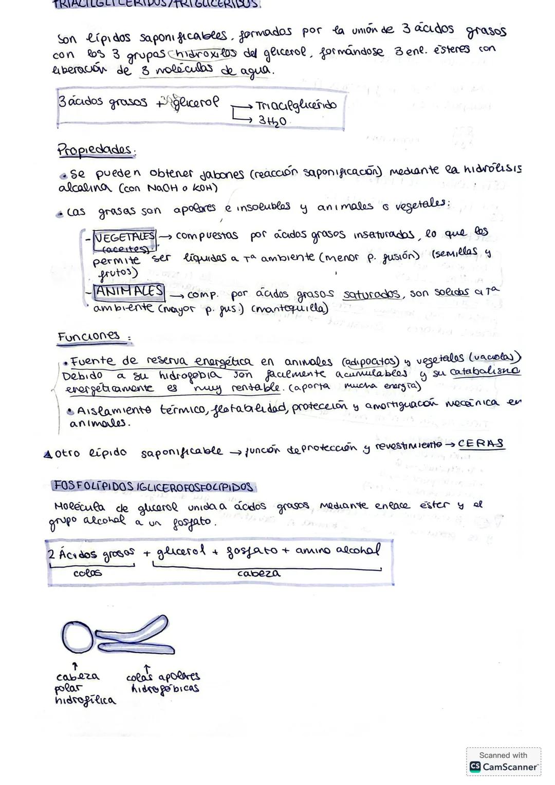 1.3. LÍPIDOS
¿Qué son?
Son biomoléculas orgánicas formadas por C, H y O y, aveces, por
N, P y S. Son insolubles en agua pero solubles en dis