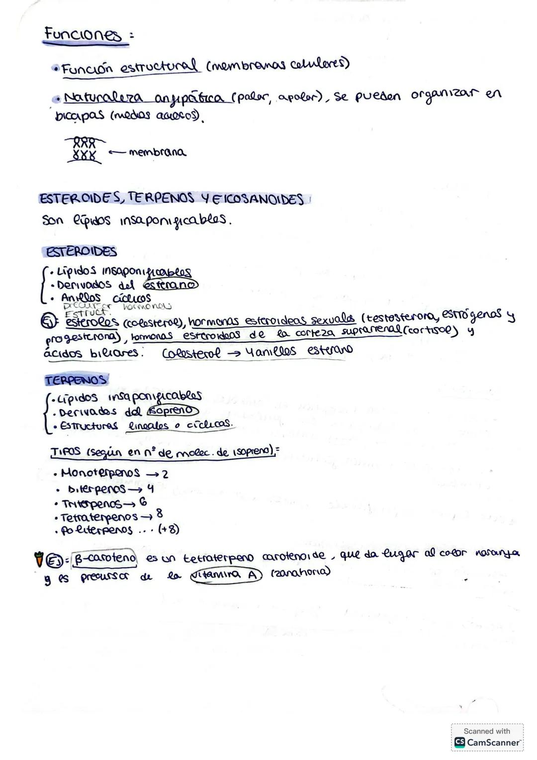 1.3. LÍPIDOS
¿Qué son?
Son biomoléculas orgánicas formadas por C, H y O y, aveces, por
N, P y S. Son insolubles en agua pero solubles en dis