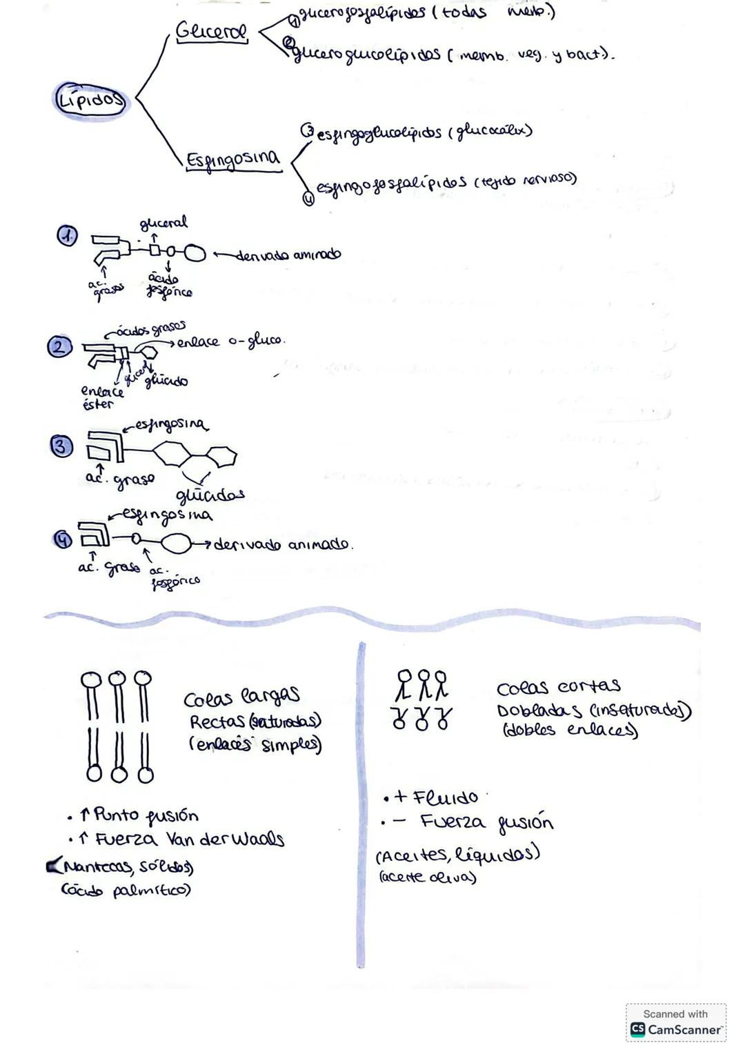 1.3. LÍPIDOS
¿Qué son?
Son biomoléculas orgánicas formadas por C, H y O y, aveces, por
N, P y S. Son insolubles en agua pero solubles en dis