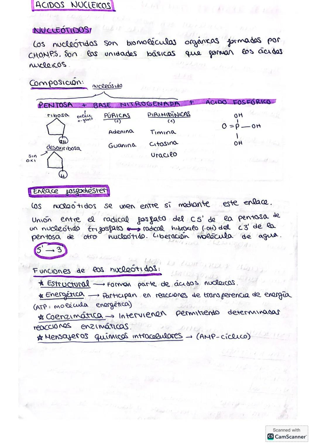 ACIDOS NUCLEICOS
NUCLEOTIDOS/
Cos nucleótidos son biomoléculas orgánkas formadas por
CHONPS. Son las unidades básicas que forman los ácides