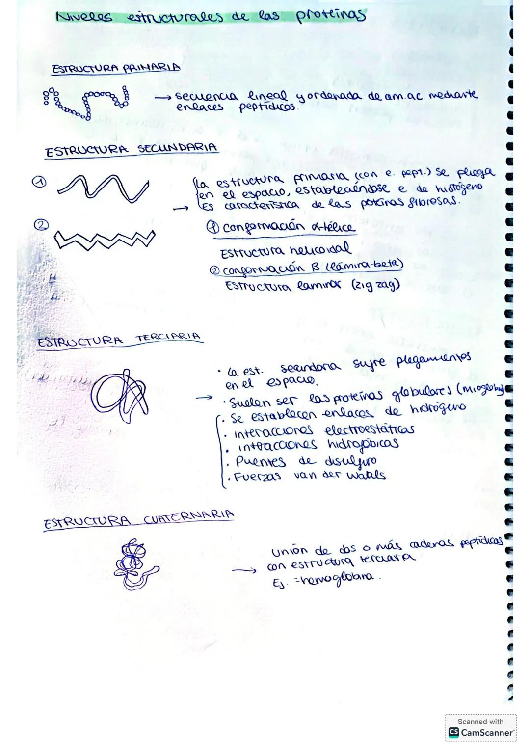 ## PROTEÍNAS
Las proteínas son biomoléculas orgánicas compuestas
por CHONS y formadas por una o varias cadenas
polipéptídicas que resultan d