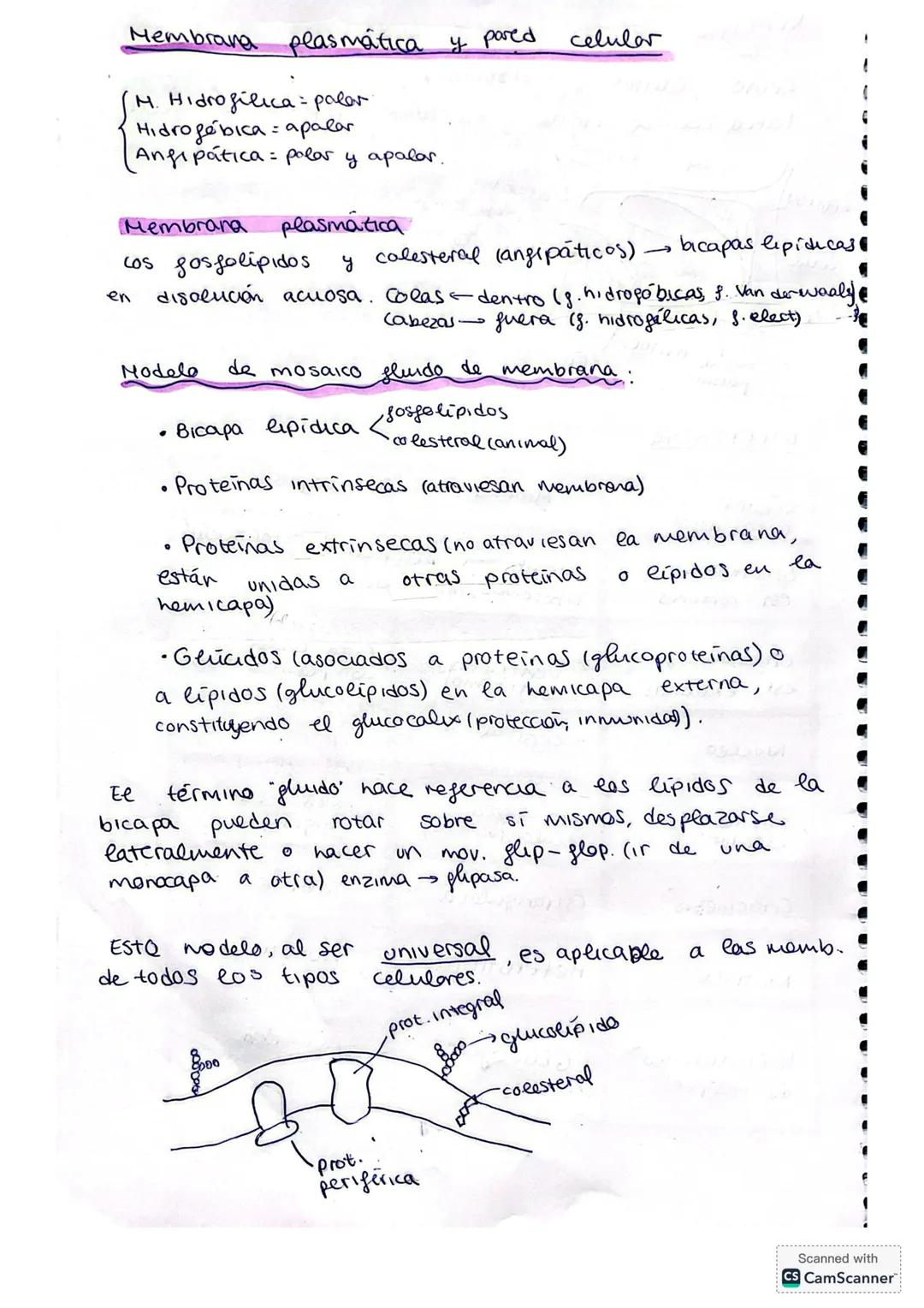 ## LA CÉLULA
La citología es la rama de la biología que estudia la estructura y función de la célula.
**Fundamentos de la teoría celular:*