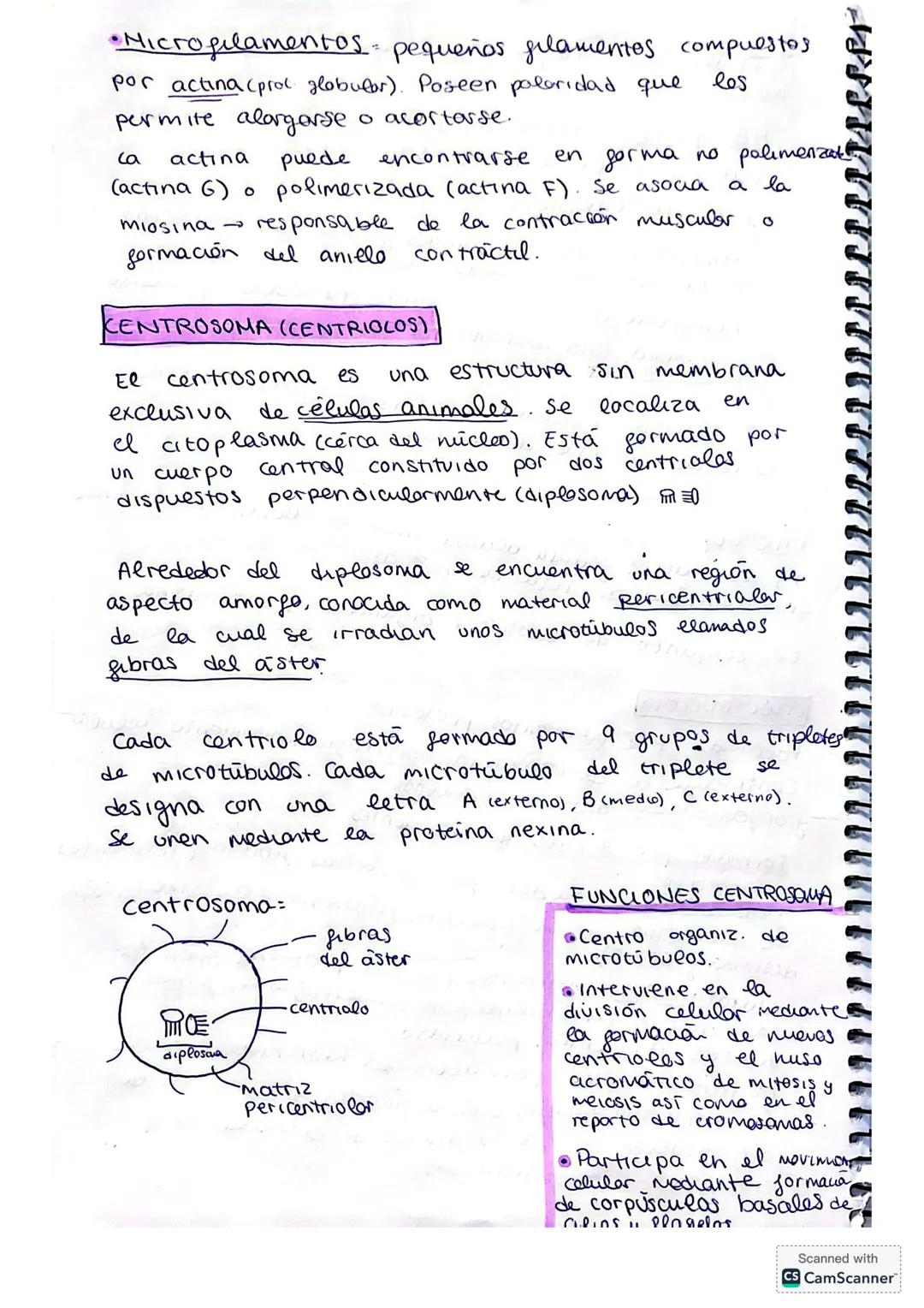 ## LA CÉLULA
La citología es la rama de la biología que estudia la estructura y función de la célula.
**Fundamentos de la teoría celular:*