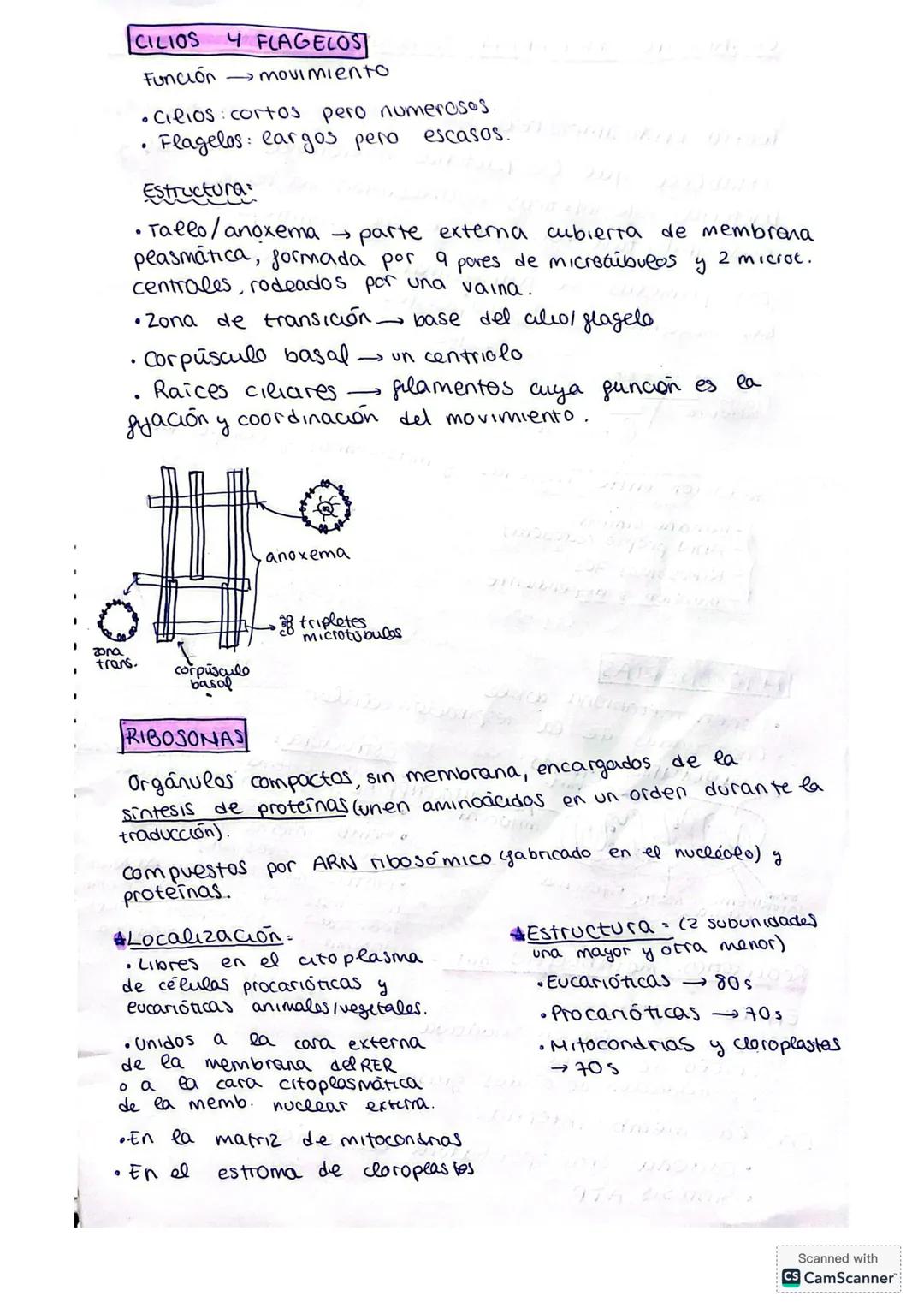 ## LA CÉLULA
La citología es la rama de la biología que estudia la estructura y función de la célula.
**Fundamentos de la teoría celular:*