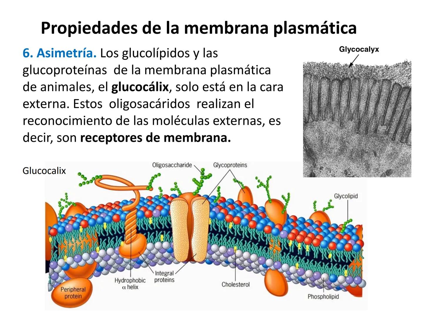 # MEMBRANA PLASMÁTICA
- Es la capa más externa de la célula
- Define su extensión y la separa del medio externo
- Controla el contenido quí