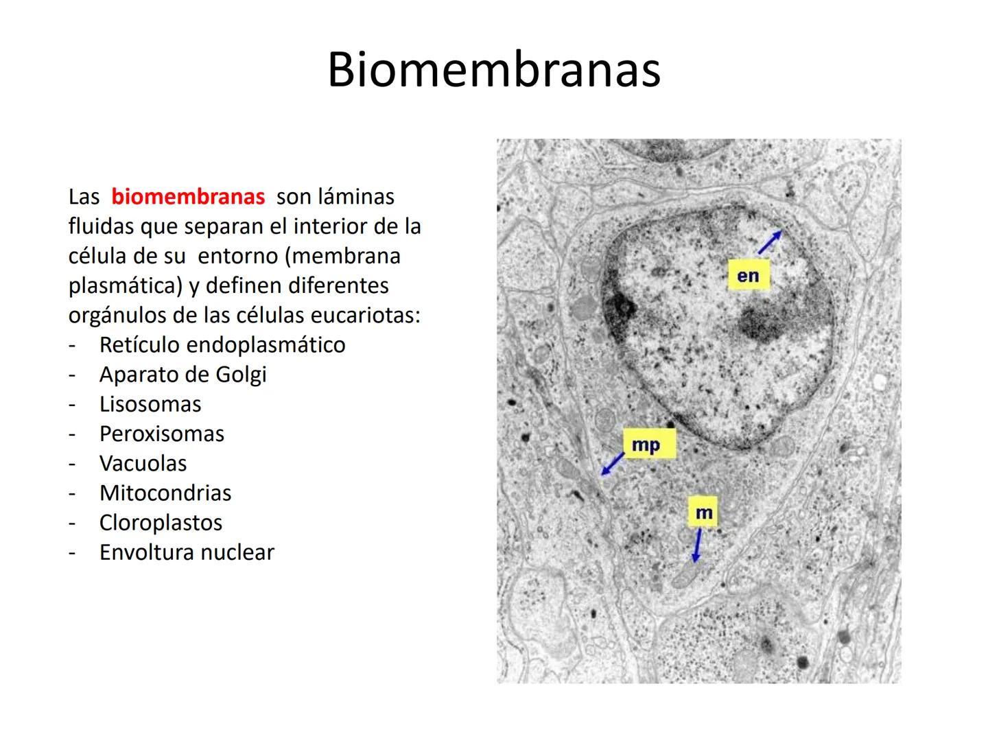 # MEMBRANA PLASMÁTICA
- Es la capa más externa de la célula
- Define su extensión y la separa del medio externo
- Controla el contenido quí