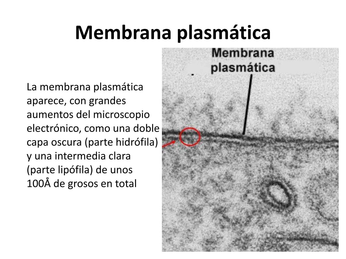 # MEMBRANA PLASMÁTICA
- Es la capa más externa de la célula
- Define su extensión y la separa del medio externo
- Controla el contenido quí