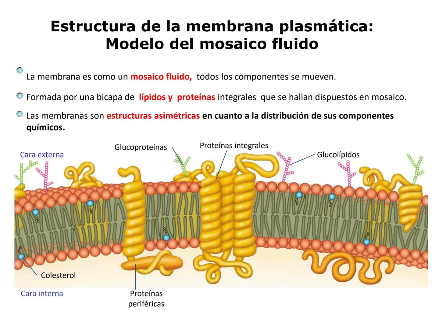 # MEMBRANA PLASMÁTICA
- Es la capa más externa de la célula
- Define su extensión y la separa del medio externo
- Controla el contenido quí