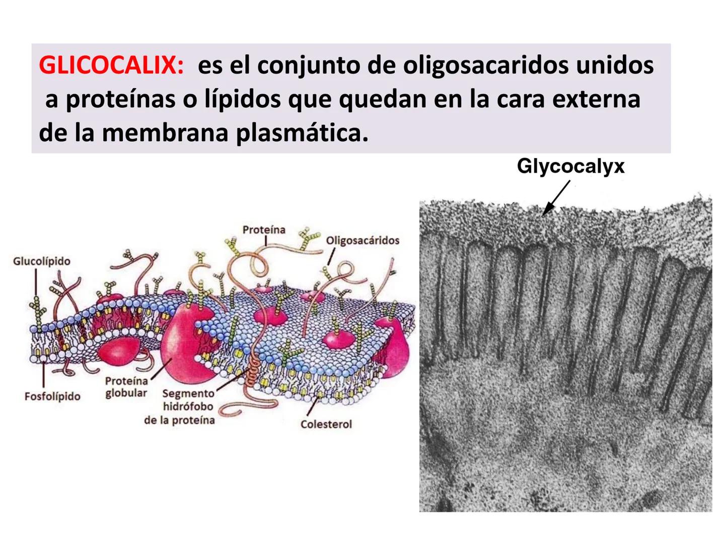 # MEMBRANA PLASMÁTICA
- Es la capa más externa de la célula
- Define su extensión y la separa del medio externo
- Controla el contenido quí