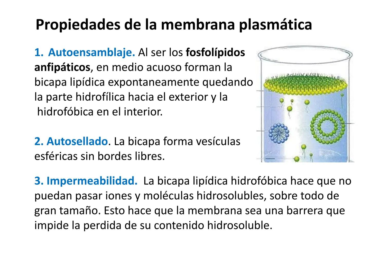 # MEMBRANA PLASMÁTICA
- Es la capa más externa de la célula
- Define su extensión y la separa del medio externo
- Controla el contenido quí
