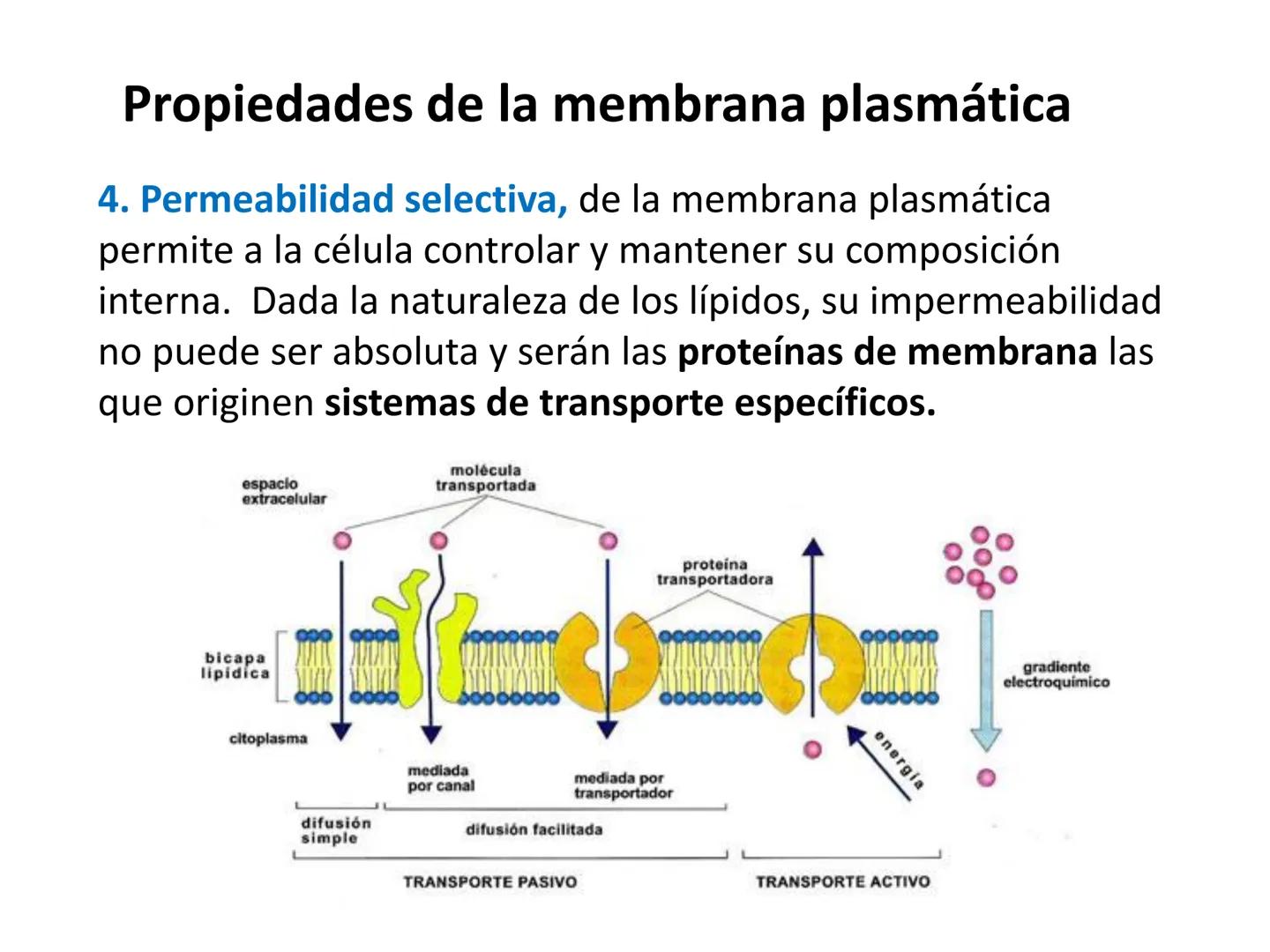 # MEMBRANA PLASMÁTICA
- Es la capa más externa de la célula
- Define su extensión y la separa del medio externo
- Controla el contenido quí