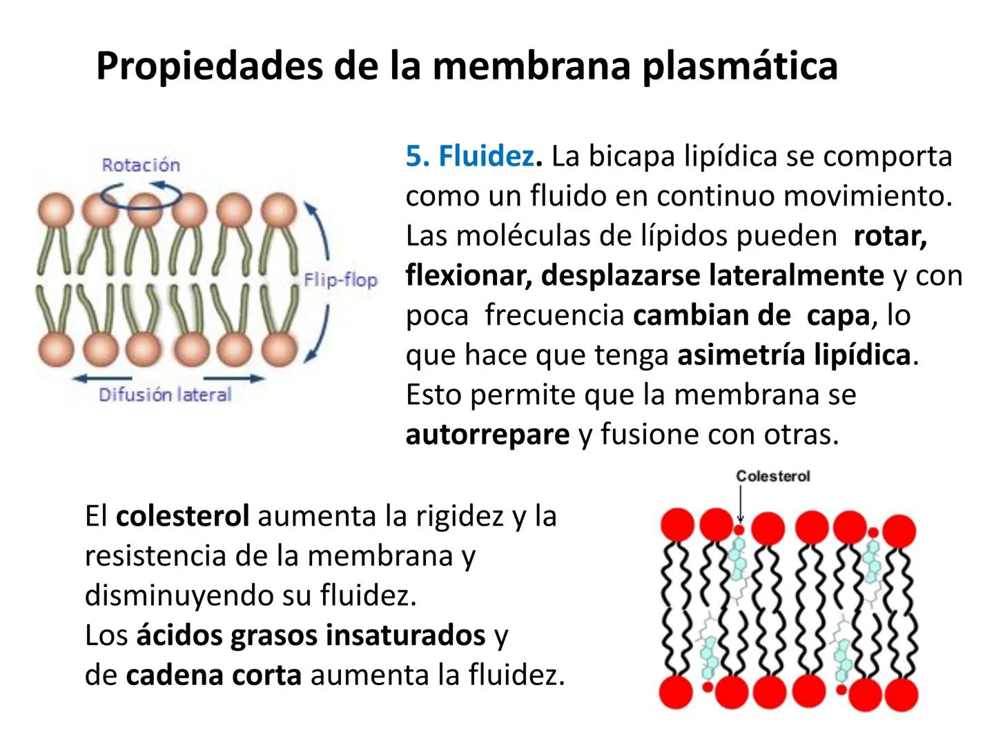 # MEMBRANA PLASMÁTICA
- Es la capa más externa de la célula
- Define su extensión y la separa del medio externo
- Controla el contenido quí