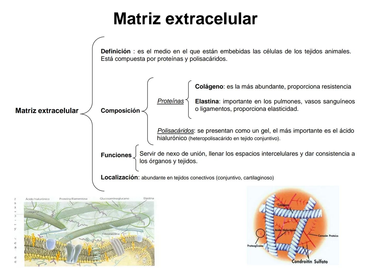 --- OCR Start ---
Matriz extracelular
Definición: es el medio en el que están embebidas las células de los tejidos animales.
Está compuesta
