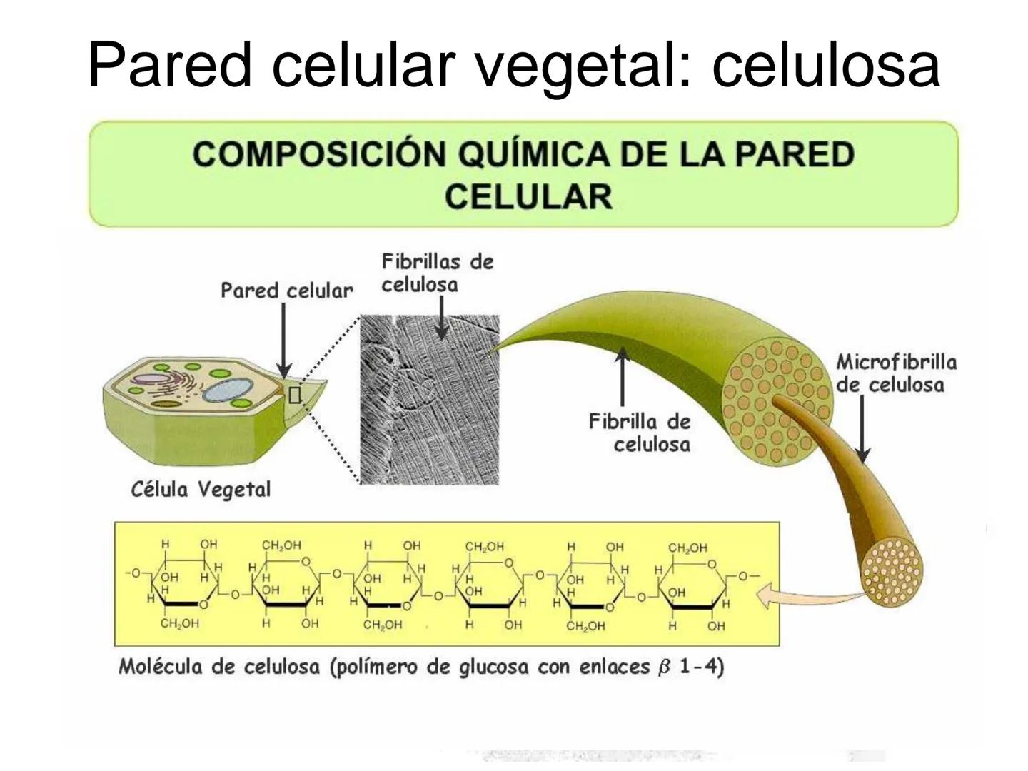 --- OCR Start ---
Matriz extracelular
Definición: es el medio en el que están embebidas las células de los tejidos animales.
Está compuesta