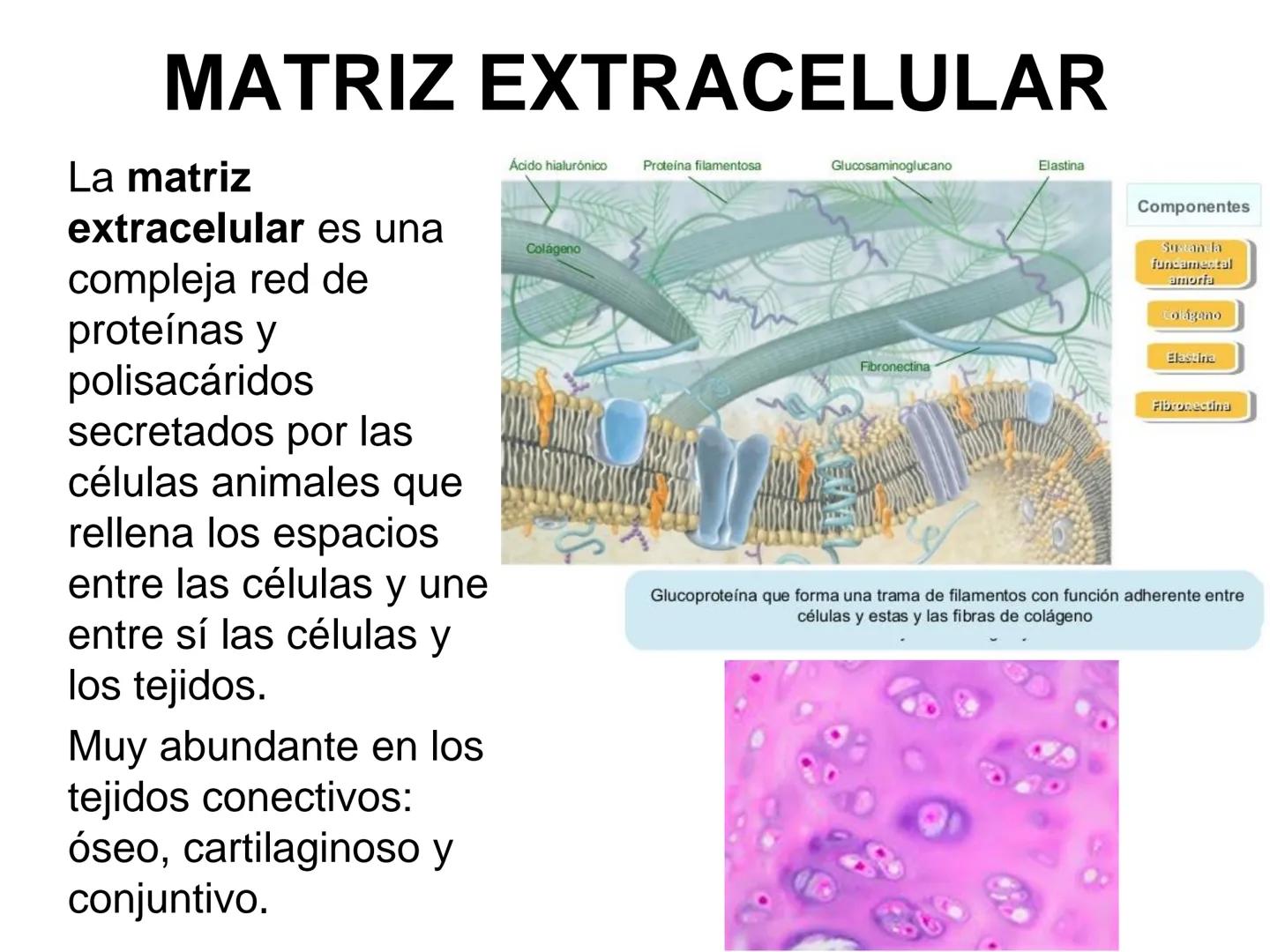 --- OCR Start ---
Matriz extracelular
Definición: es el medio en el que están embebidas las células de los tejidos animales.
Está compuesta