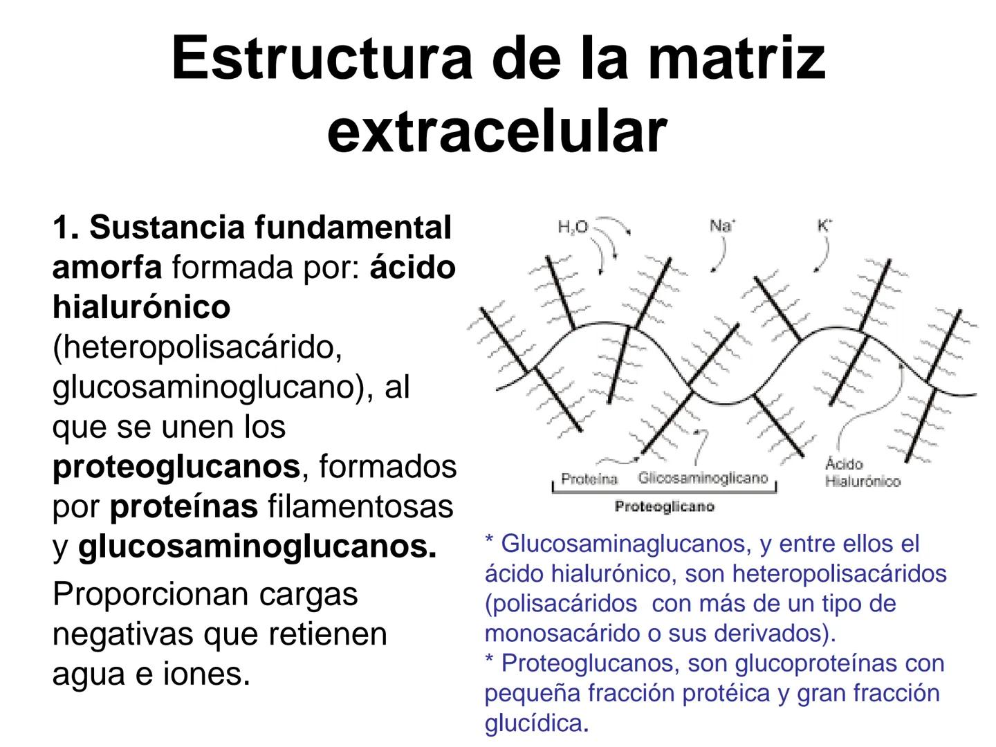 --- OCR Start ---
Matriz extracelular
Definición: es el medio en el que están embebidas las células de los tejidos animales.
Está compuesta