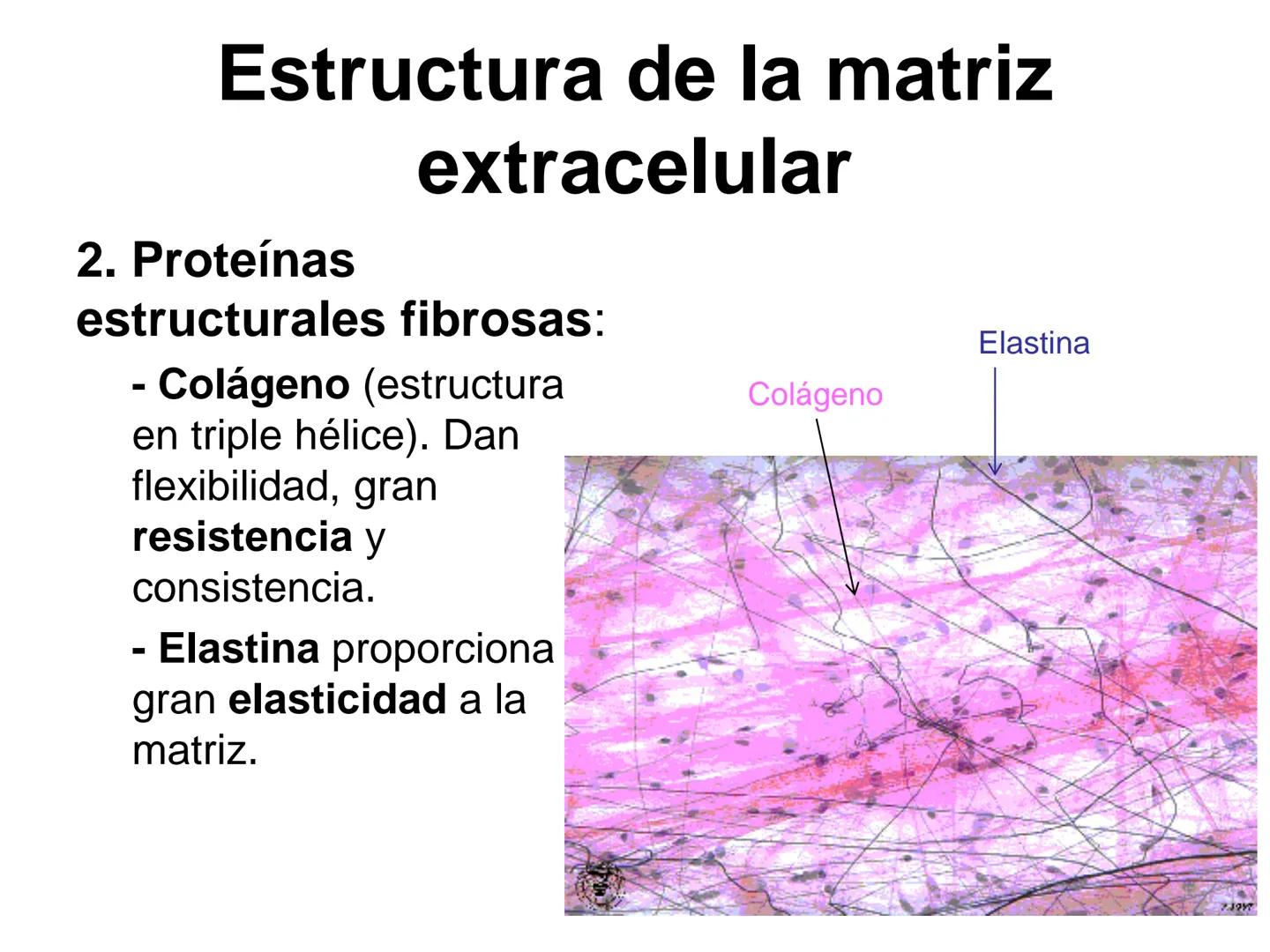 --- OCR Start ---
Matriz extracelular
Definición: es el medio en el que están embebidas las células de los tejidos animales.
Está compuesta