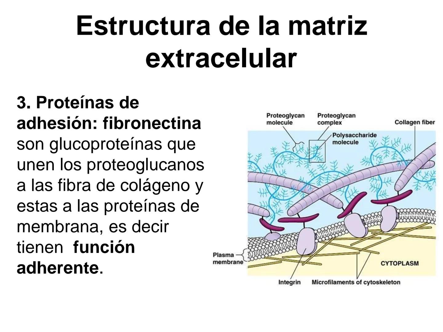 --- OCR Start ---
Matriz extracelular
Definición: es el medio en el que están embebidas las células de los tejidos animales.
Está compuesta