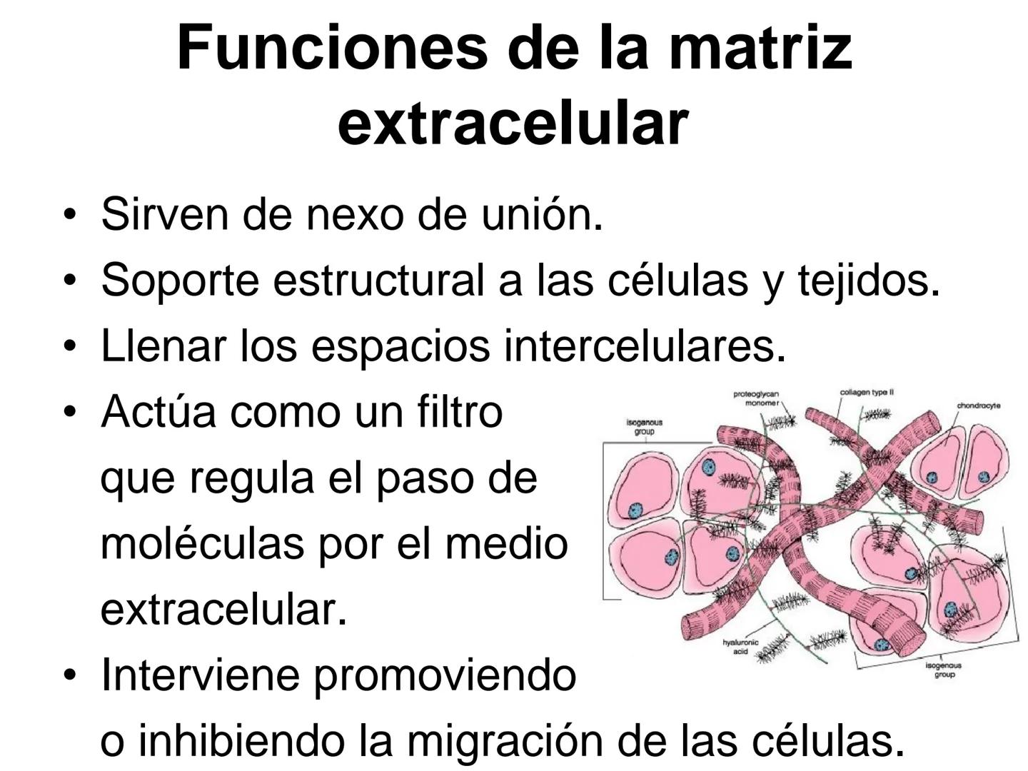 --- OCR Start ---
Matriz extracelular
Definición: es el medio en el que están embebidas las células de los tejidos animales.
Está compuesta