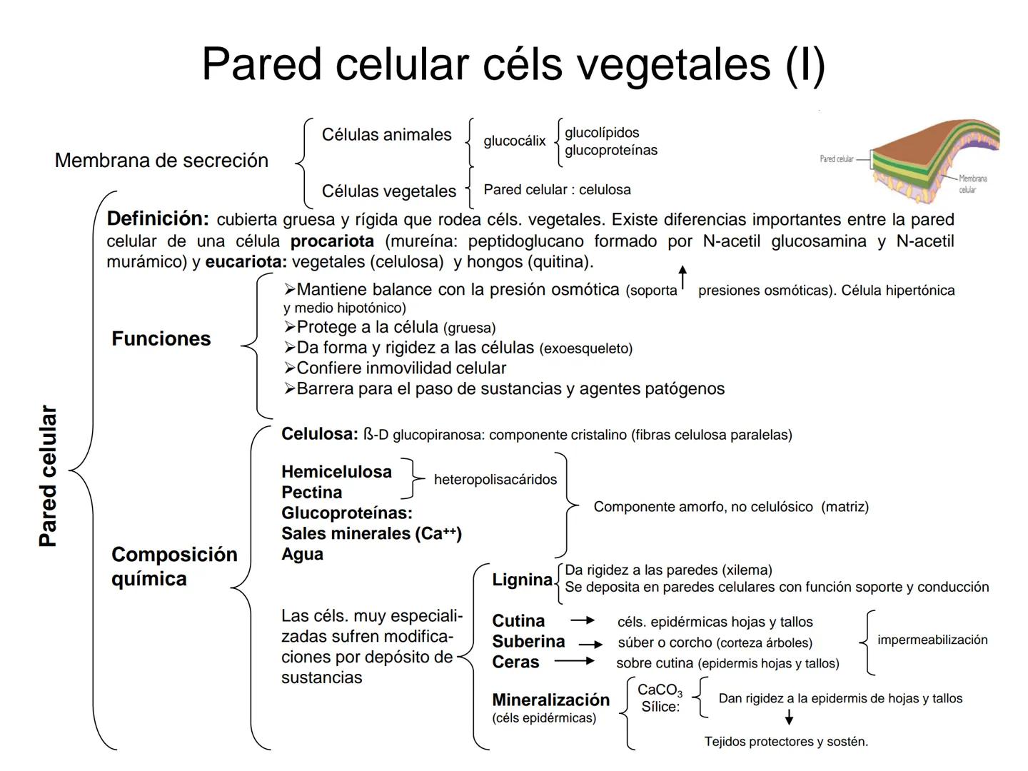 --- OCR Start ---
Matriz extracelular
Definición: es el medio en el que están embebidas las células de los tejidos animales.
Está compuesta