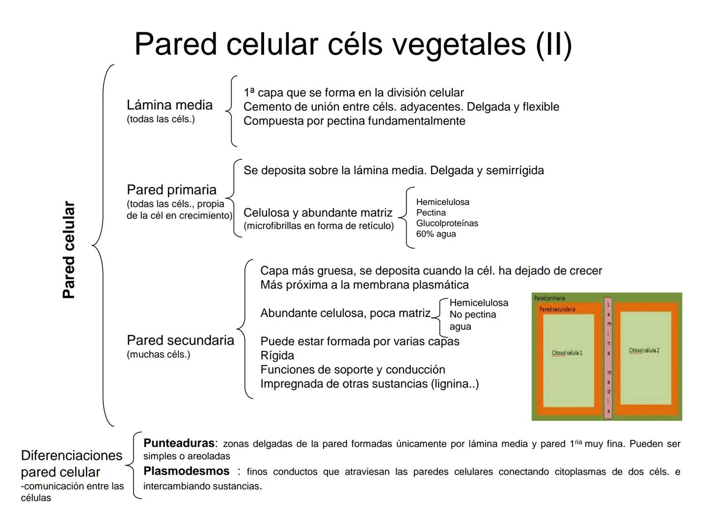 --- OCR Start ---
Matriz extracelular
Definición: es el medio en el que están embebidas las células de los tejidos animales.
Está compuesta