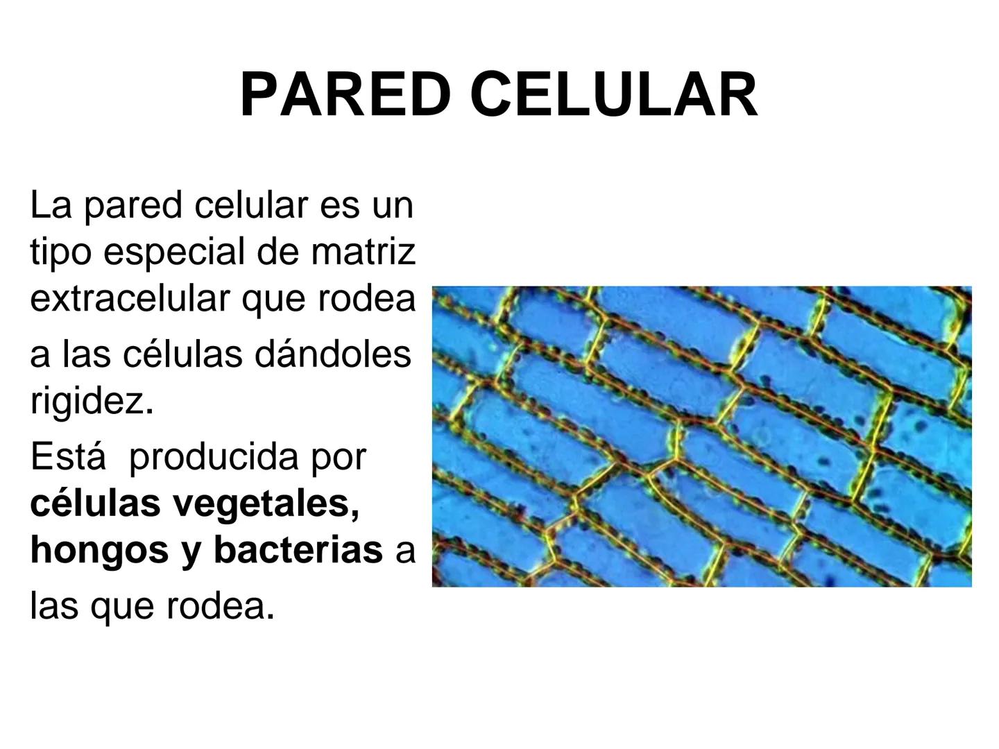 --- OCR Start ---
Matriz extracelular
Definición: es el medio en el que están embebidas las células de los tejidos animales.
Está compuesta