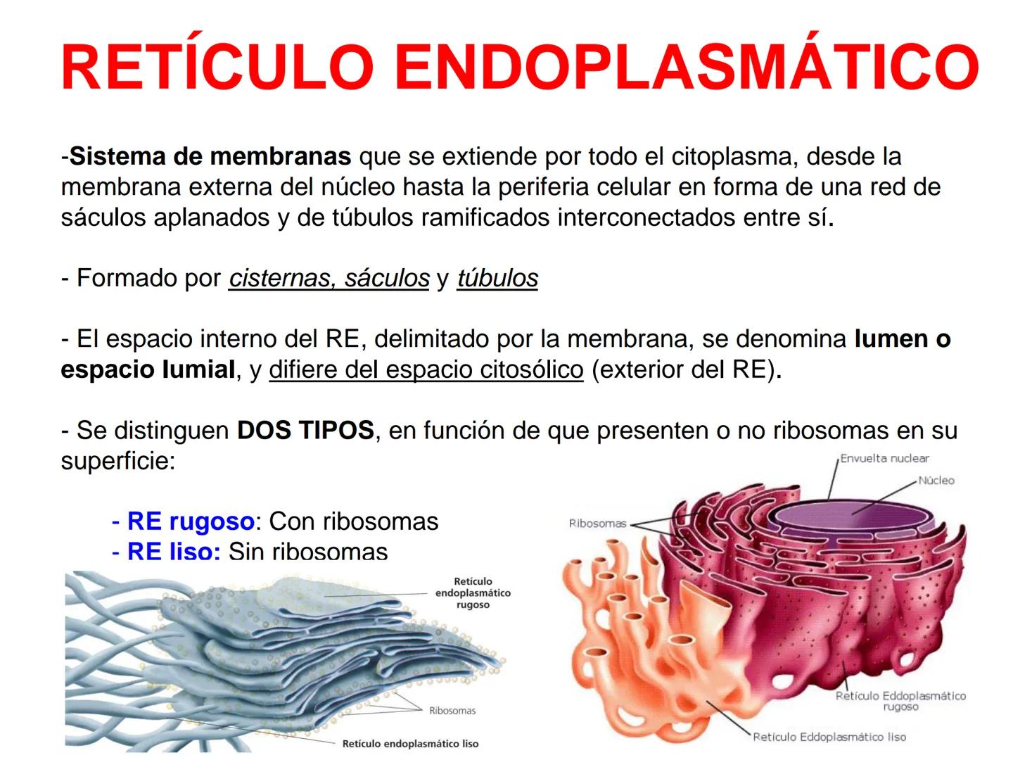RETÍCULO ENDOPLASMÁTICO
-Sistema de membranas que se extiende por todo el citoplasma, desde la
membrana externa del núcleo hasta la periferi