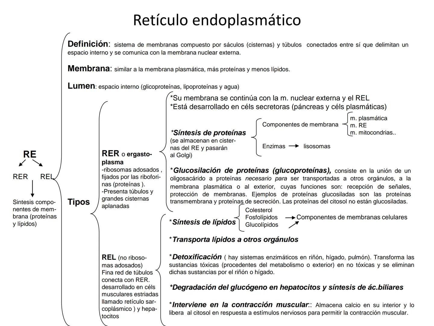 RETÍCULO ENDOPLASMÁTICO
-Sistema de membranas que se extiende por todo el citoplasma, desde la
membrana externa del núcleo hasta la periferi