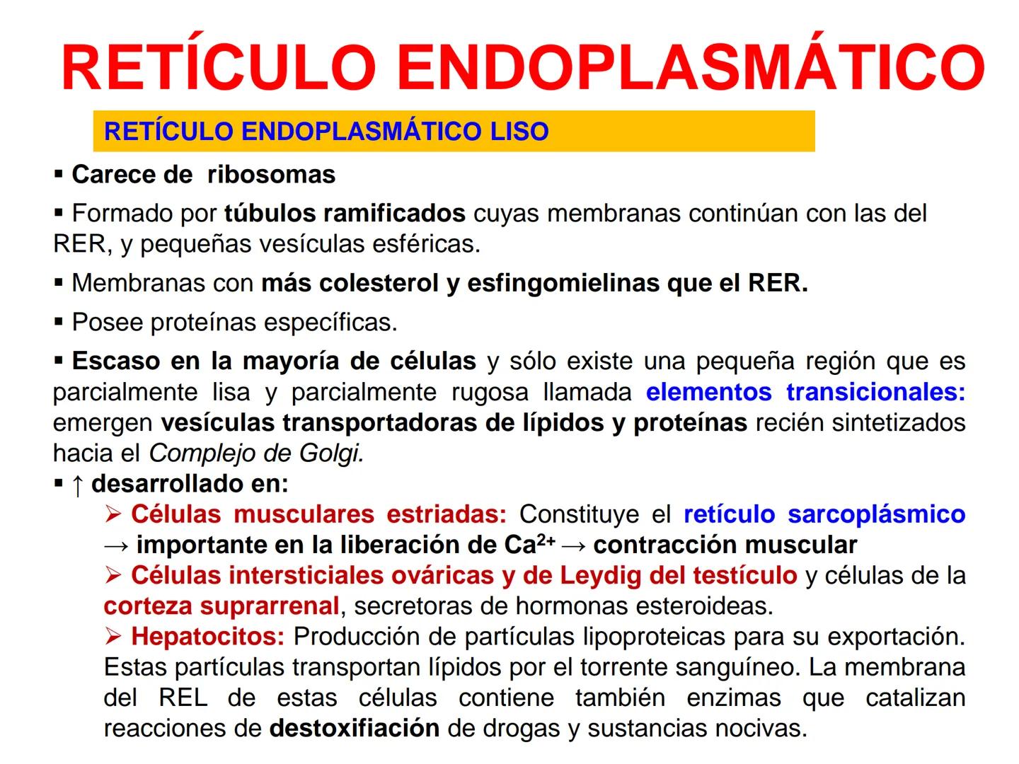 RETÍCULO ENDOPLASMÁTICO
-Sistema de membranas que se extiende por todo el citoplasma, desde la
membrana externa del núcleo hasta la periferi