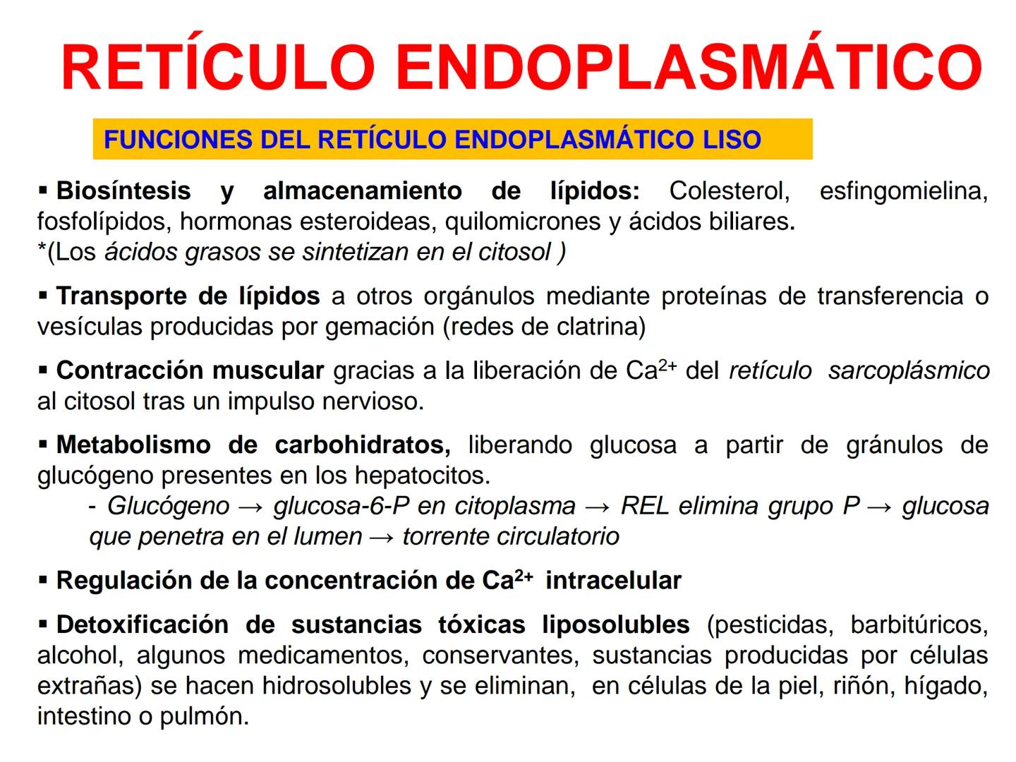 RETÍCULO ENDOPLASMÁTICO
-Sistema de membranas que se extiende por todo el citoplasma, desde la
membrana externa del núcleo hasta la periferi