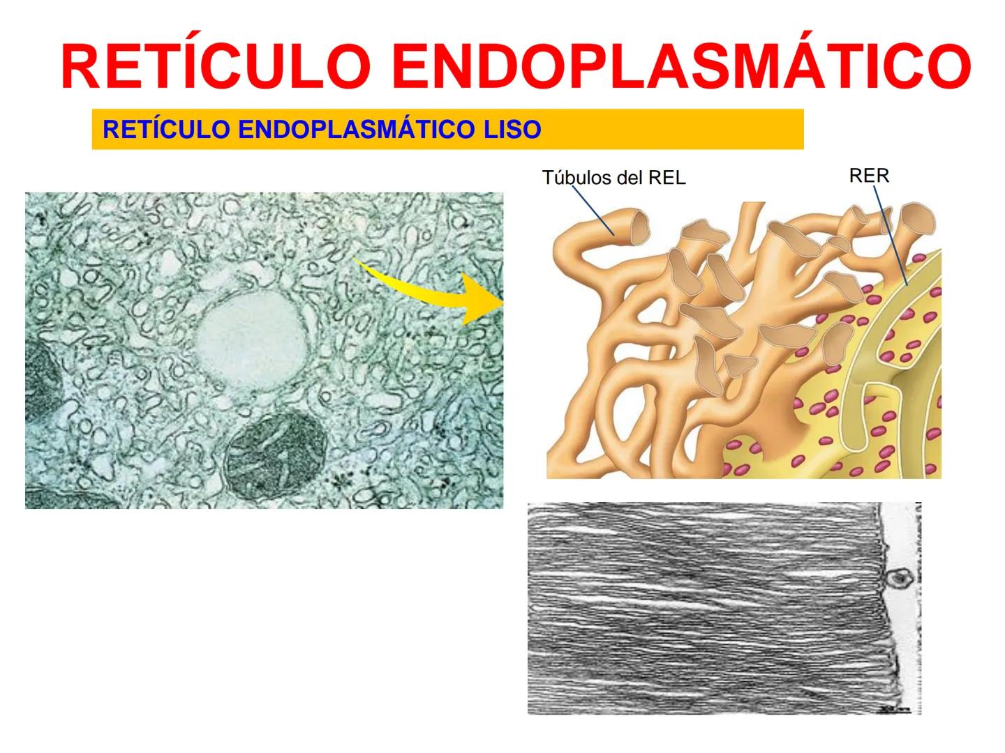 RETÍCULO ENDOPLASMÁTICO
-Sistema de membranas que se extiende por todo el citoplasma, desde la
membrana externa del núcleo hasta la periferi
