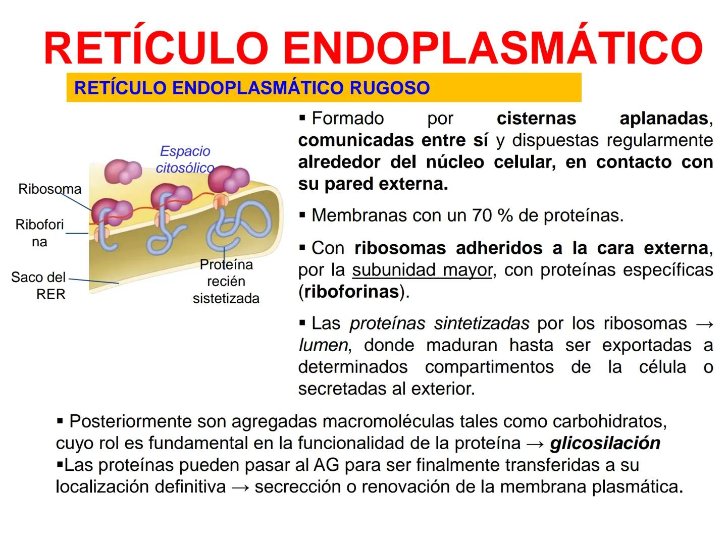 RETÍCULO ENDOPLASMÁTICO
-Sistema de membranas que se extiende por todo el citoplasma, desde la
membrana externa del núcleo hasta la periferi