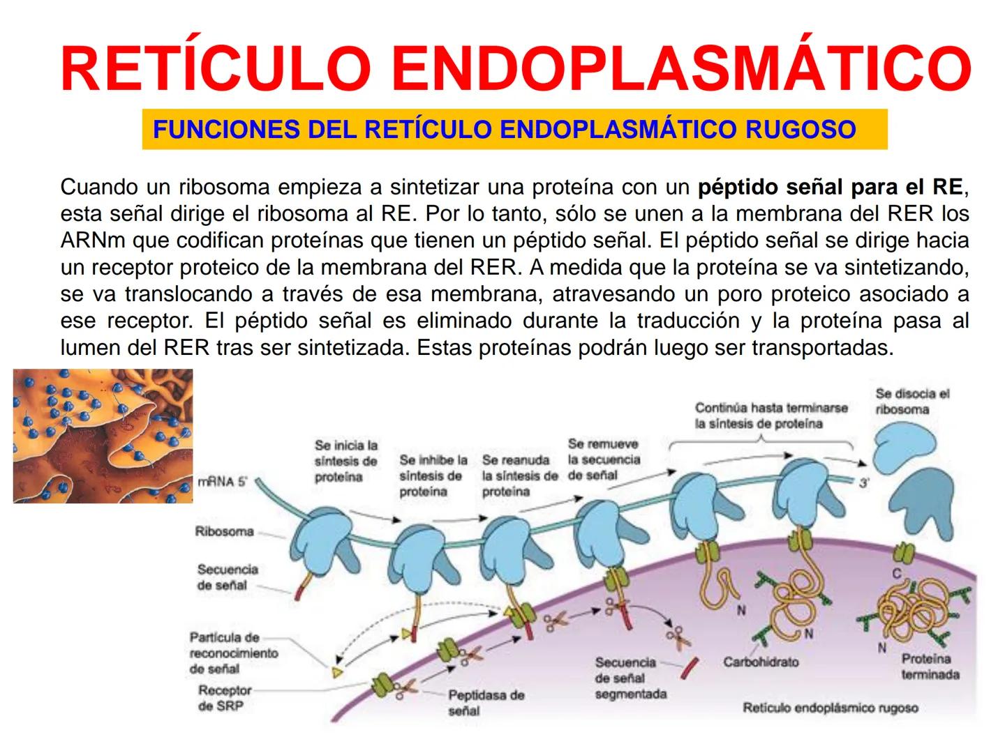 RETÍCULO ENDOPLASMÁTICO
-Sistema de membranas que se extiende por todo el citoplasma, desde la
membrana externa del núcleo hasta la periferi