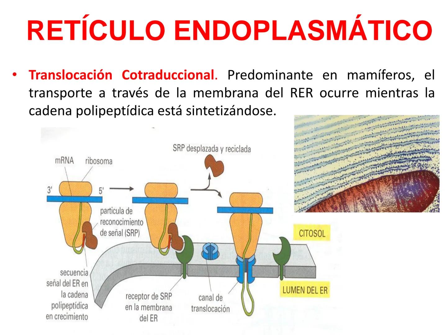 RETÍCULO ENDOPLASMÁTICO
-Sistema de membranas que se extiende por todo el citoplasma, desde la
membrana externa del núcleo hasta la periferi