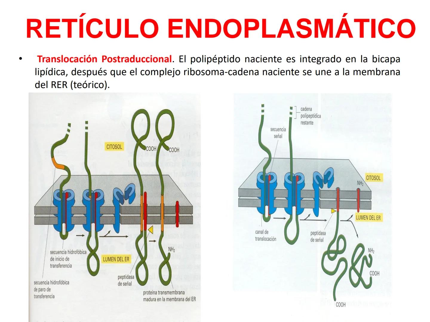 RETÍCULO ENDOPLASMÁTICO
-Sistema de membranas que se extiende por todo el citoplasma, desde la
membrana externa del núcleo hasta la periferi