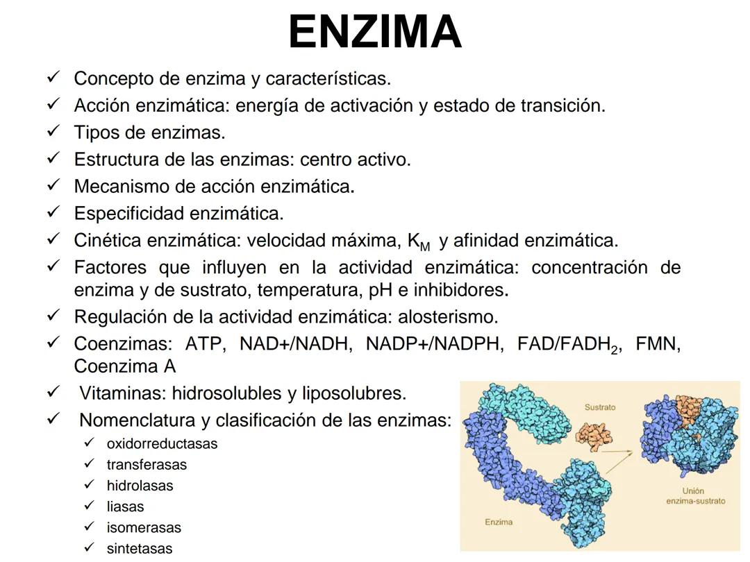 Enzimas