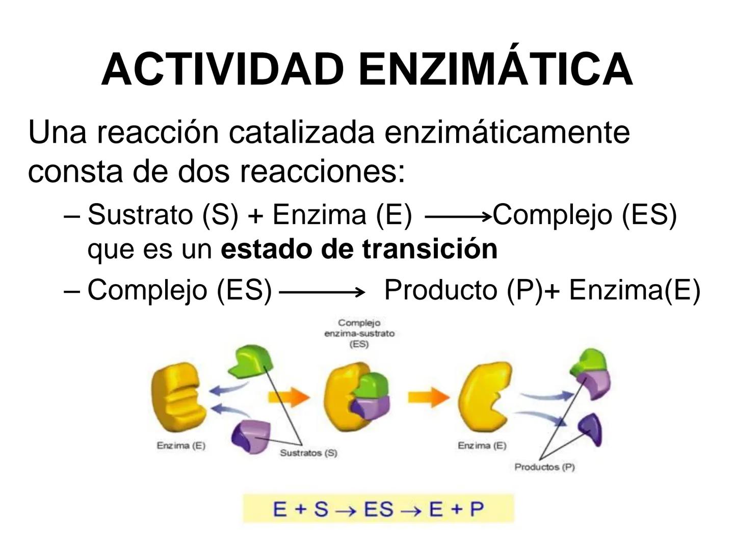 ENZIMA
Concepto de enzima y características.
Acción enzimática: energía de activación y estado de transición.
Tipos de enzimas.
Estructura