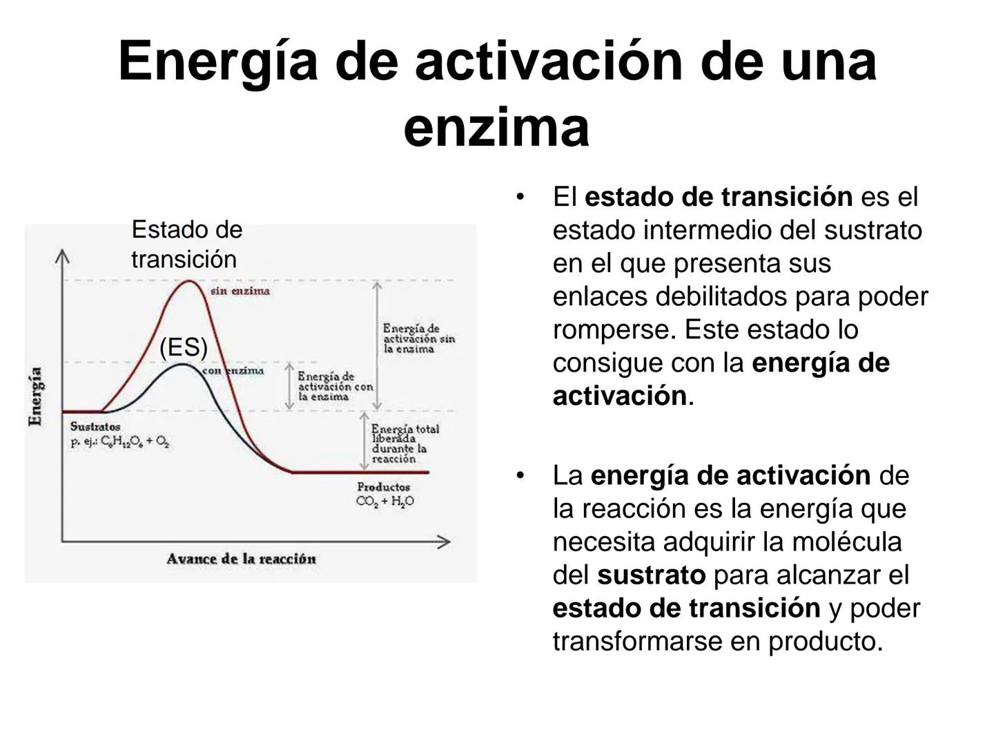 ENZIMA
Concepto de enzima y características.
Acción enzimática: energía de activación y estado de transición.
Tipos de enzimas.
Estructura
