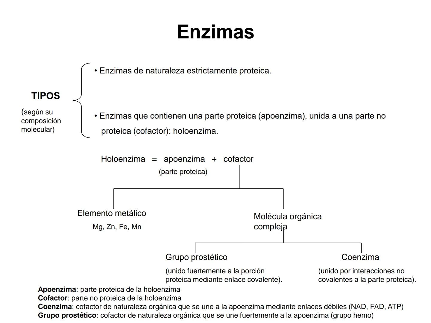 ENZIMA
Concepto de enzima y características.
Acción enzimática: energía de activación y estado de transición.
Tipos de enzimas.
Estructura