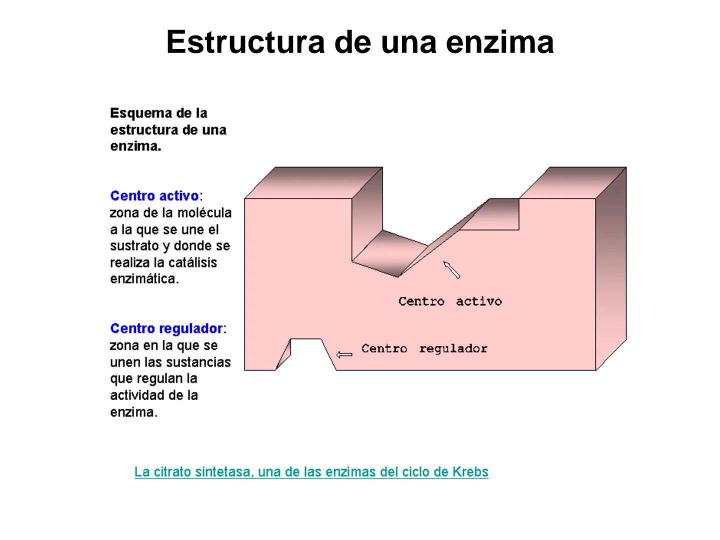 ENZIMA
Concepto de enzima y características.
Acción enzimática: energía de activación y estado de transición.
Tipos de enzimas.
Estructura
