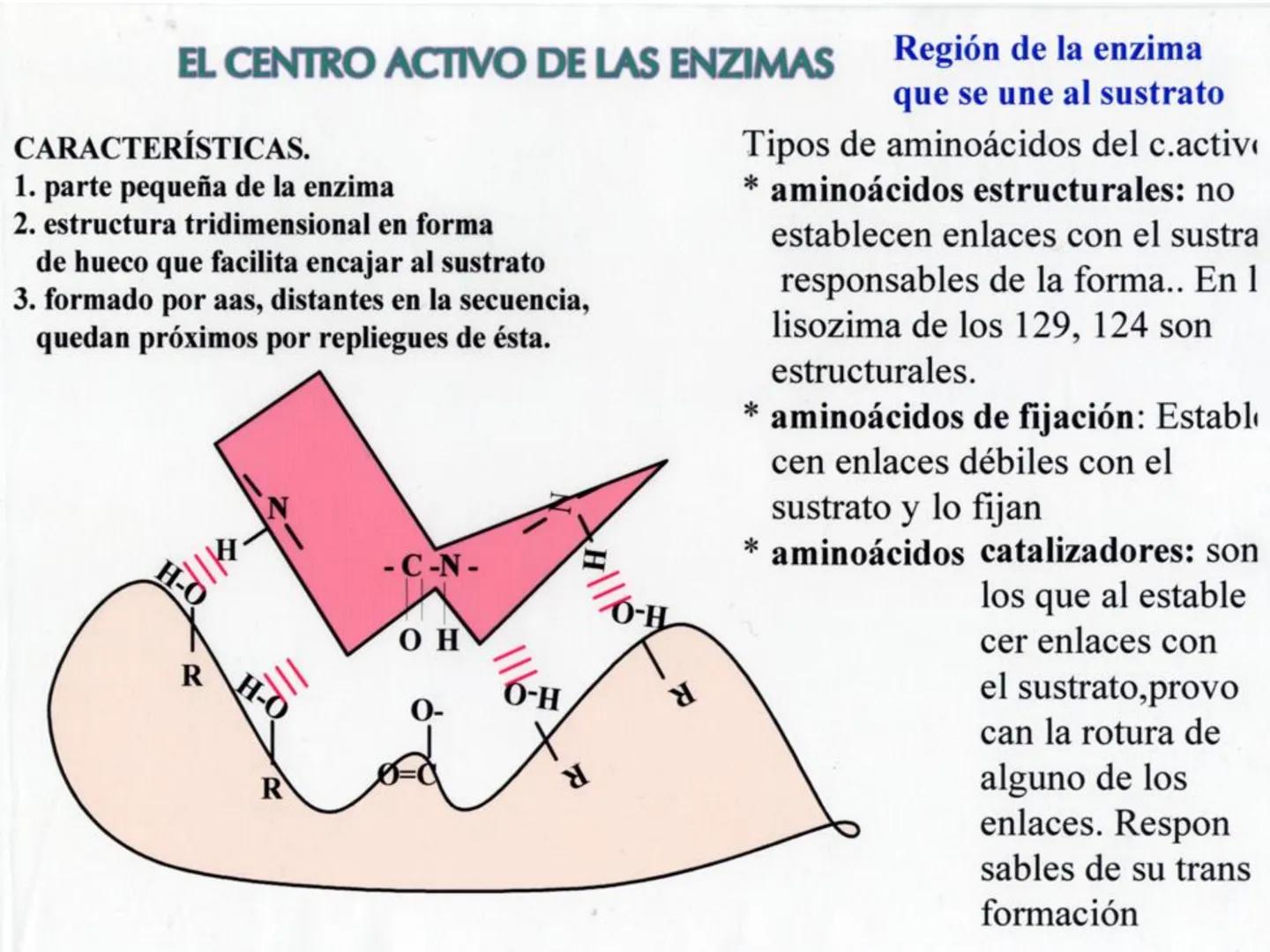 ENZIMA
Concepto de enzima y características.
Acción enzimática: energía de activación y estado de transición.
Tipos de enzimas.
Estructura