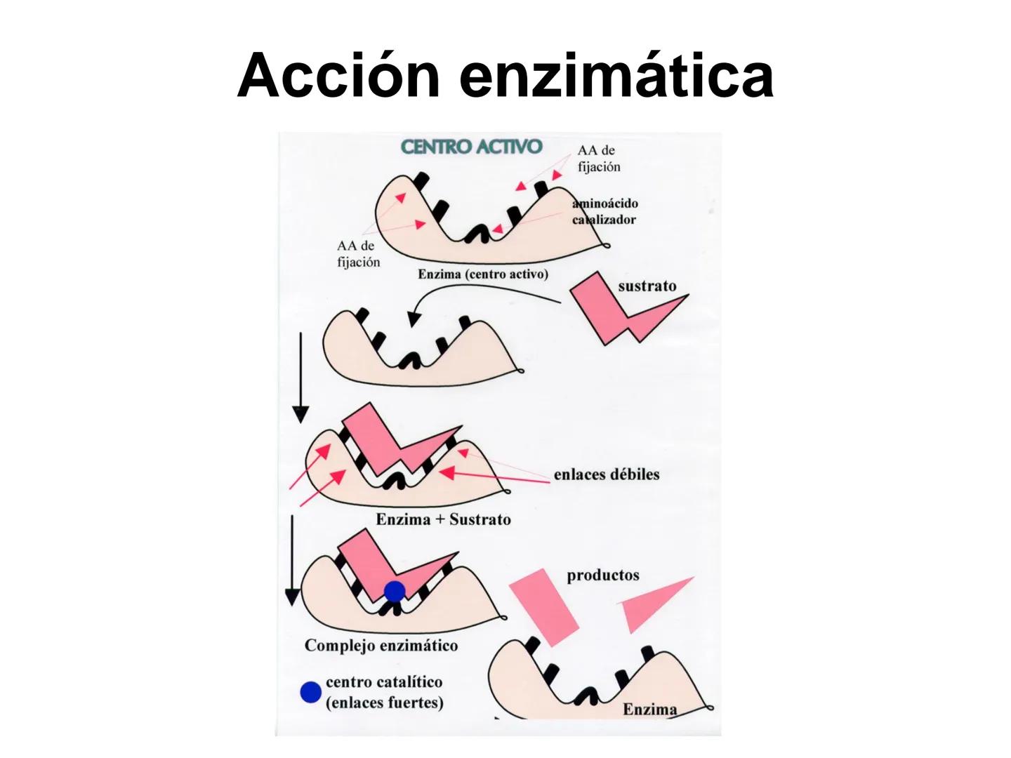 ENZIMA
Concepto de enzima y características.
Acción enzimática: energía de activación y estado de transición.
Tipos de enzimas.
Estructura