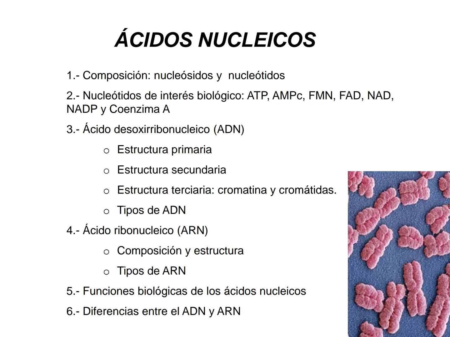 ÁCIDOS NUCLEICOS
1.- Composición: nucleósidos y nucleótidos
2.- Nucleótidos de interés biológico: ATP, AMPc, FMN, FAD, NAD,
NADP y Coenzima
