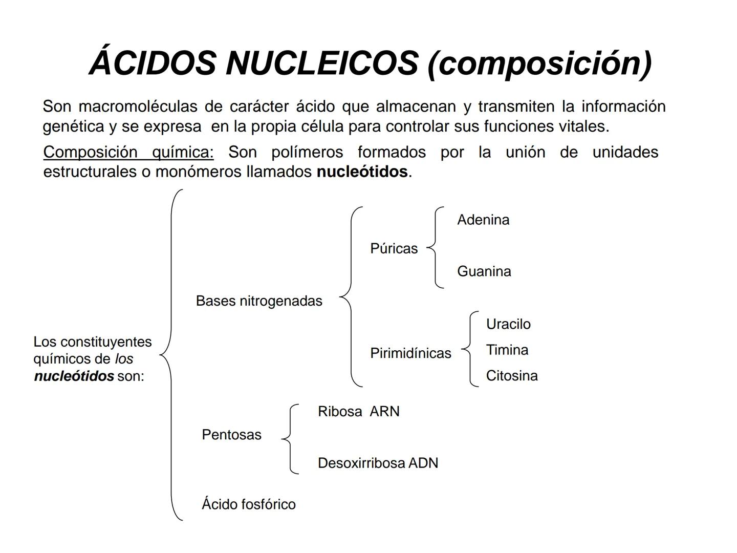 ÁCIDOS NUCLEICOS
1.- Composición: nucleósidos y nucleótidos
2.- Nucleótidos de interés biológico: ATP, AMPc, FMN, FAD, NAD,
NADP y Coenzima