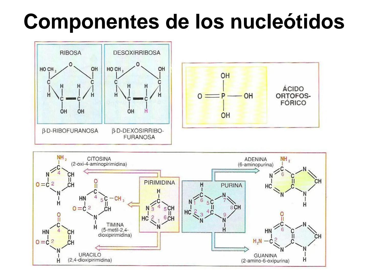 ÁCIDOS NUCLEICOS
1.- Composición: nucleósidos y nucleótidos
2.- Nucleótidos de interés biológico: ATP, AMPc, FMN, FAD, NAD,
NADP y Coenzima