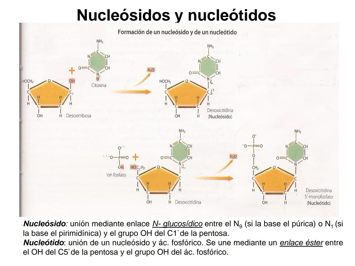 ÁCIDOS NUCLEICOS
1.- Composición: nucleósidos y nucleótidos
2.- Nucleótidos de interés biológico: ATP, AMPc, FMN, FAD, NAD,
NADP y Coenzima