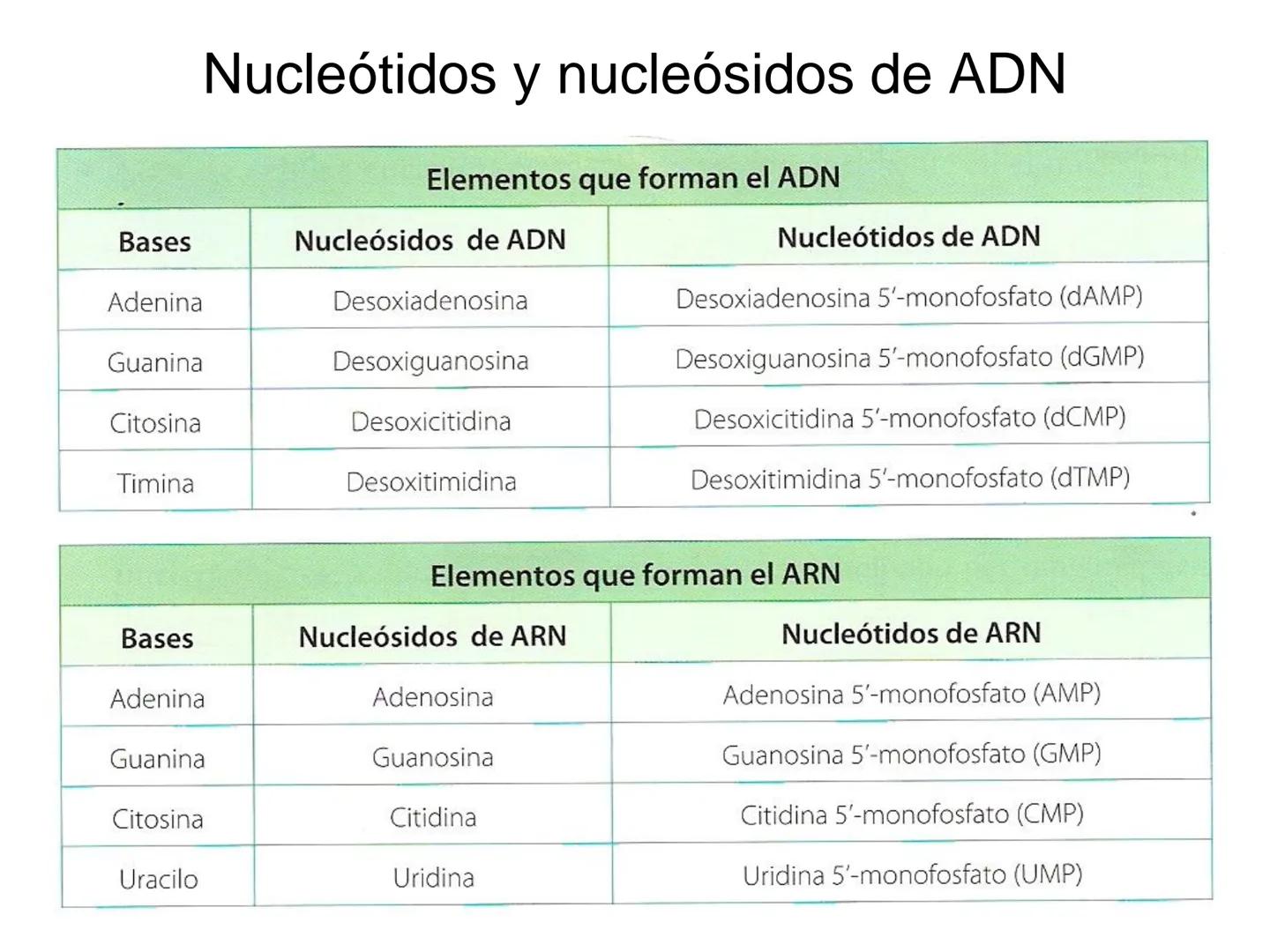 ÁCIDOS NUCLEICOS
1.- Composición: nucleósidos y nucleótidos
2.- Nucleótidos de interés biológico: ATP, AMPc, FMN, FAD, NAD,
NADP y Coenzima