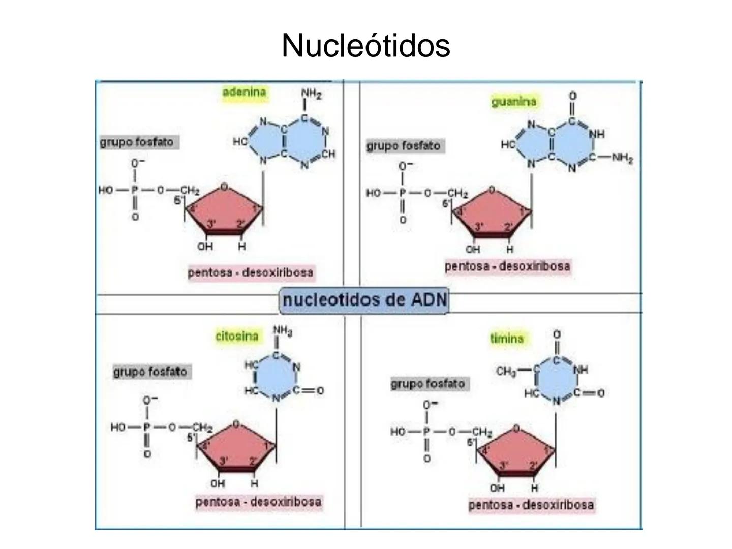 ÁCIDOS NUCLEICOS
1.- Composición: nucleósidos y nucleótidos
2.- Nucleótidos de interés biológico: ATP, AMPc, FMN, FAD, NAD,
NADP y Coenzima