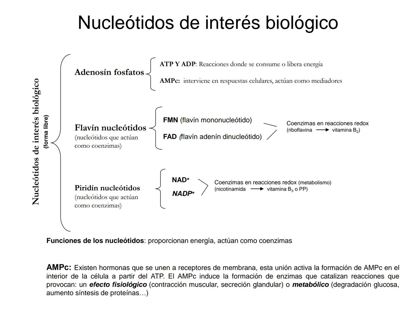 ÁCIDOS NUCLEICOS
1.- Composición: nucleósidos y nucleótidos
2.- Nucleótidos de interés biológico: ATP, AMPc, FMN, FAD, NAD,
NADP y Coenzima