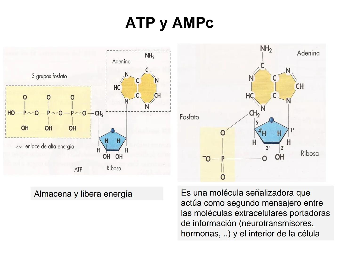 ÁCIDOS NUCLEICOS
1.- Composición: nucleósidos y nucleótidos
2.- Nucleótidos de interés biológico: ATP, AMPc, FMN, FAD, NAD,
NADP y Coenzima